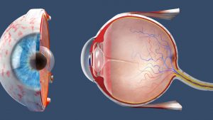 Retina Clínica